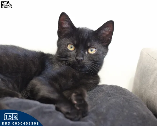 Kot do adopcji, Rzeszów, 27 października 2025 (6/6)