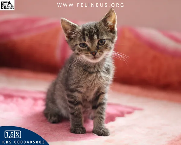 Kot do adopcji, Chmielnik, 27 października 2025 (1/4)