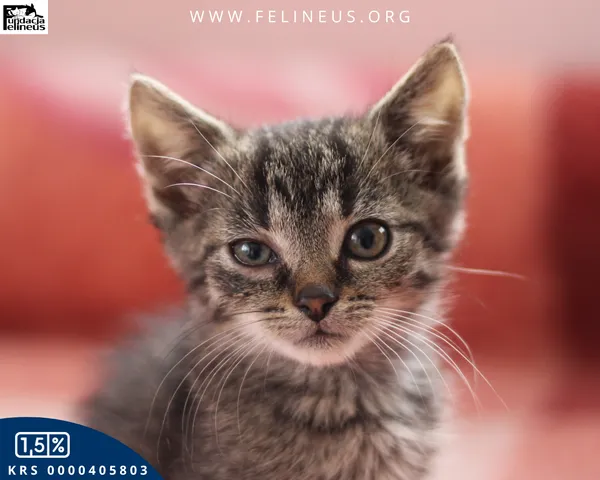 Kot do adopcji, Chmielnik, 27 października 2025 (4/4)