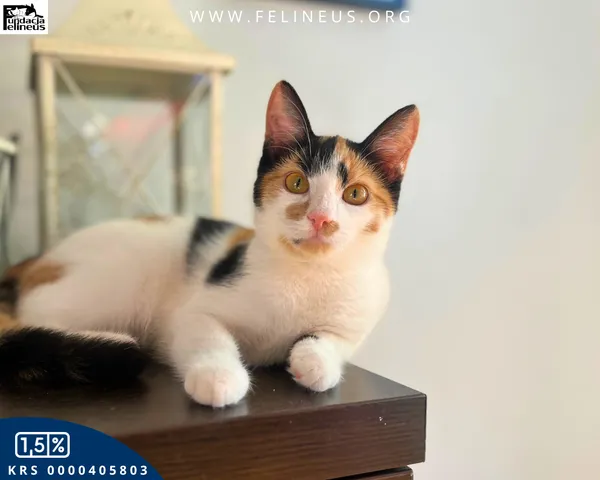 Kot do adopcji, Rzeszów, 27 października 2025 (1/4)