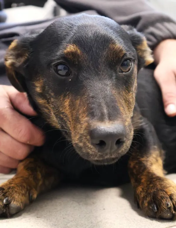 Znaleziono psa, Łódź, 25 października 2025 (4/4)