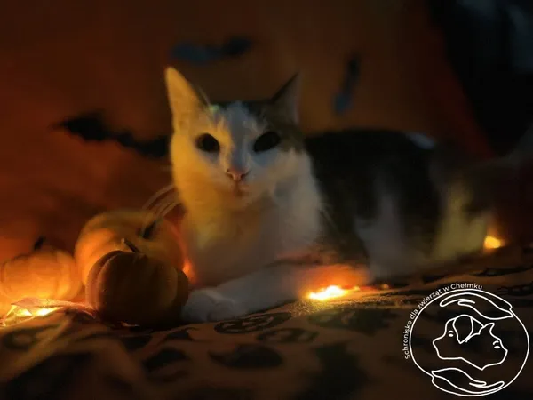 Kot do adopcji, Chełmek, 16 września 2025