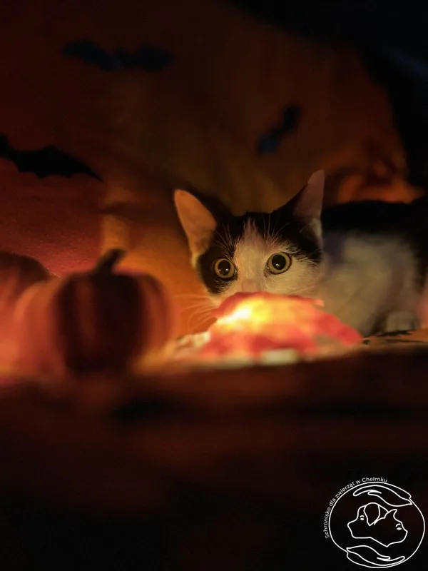 Kot do adopcji, Chełmek, 29 sierpnia 2025