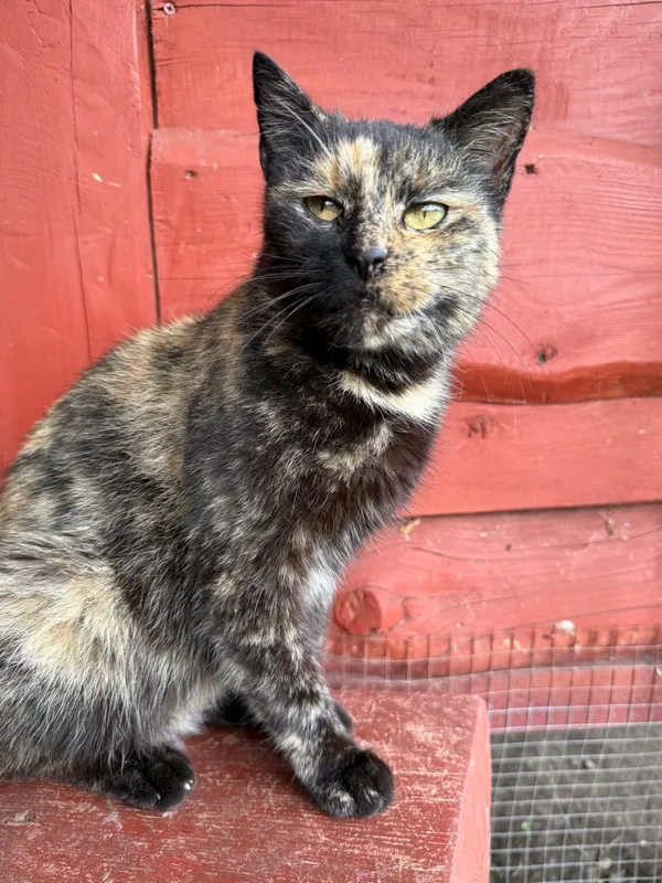 Kot do adopcji, Pieczyska, 26 października 2025 (2/4)