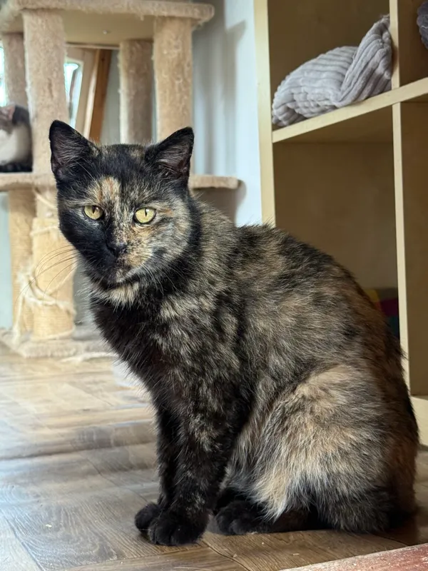 Kot do adopcji, Pieczyska, 26 października 2025 (3/4)