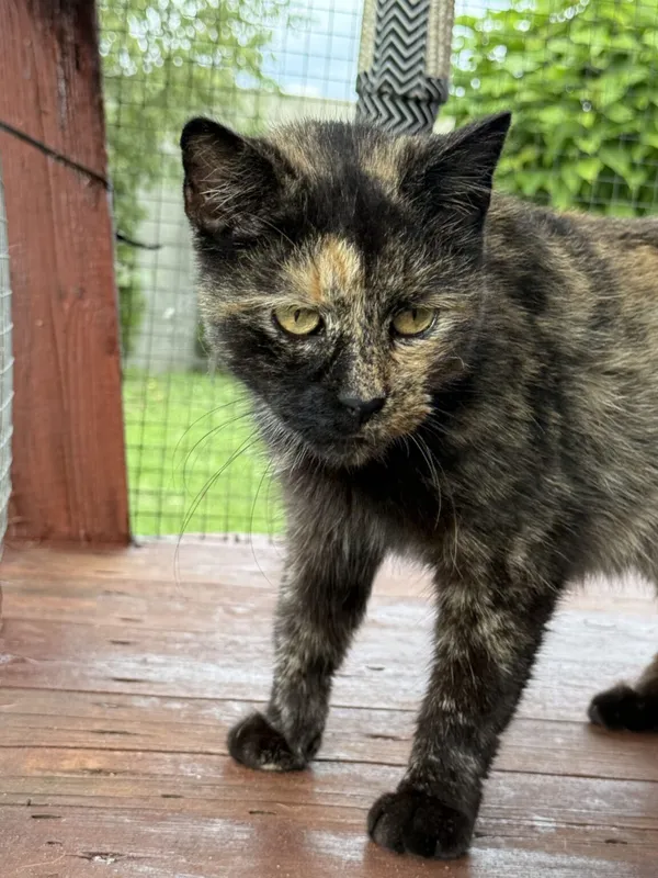 Kot do adopcji, Pieczyska, 26 października 2025 (4/4)