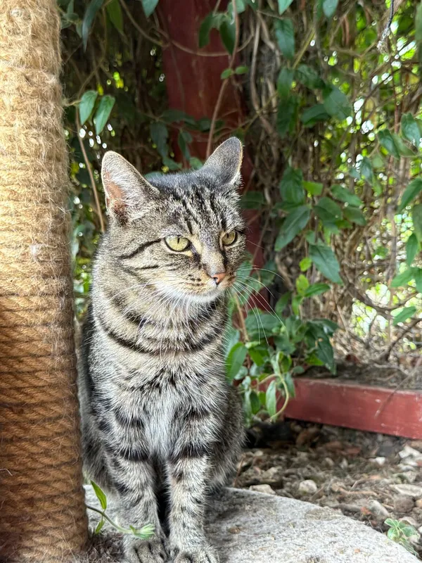 Kot do adopcji, Pieczyska, 26 października 2025 (3/4)