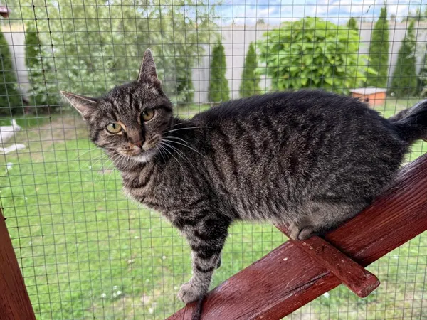 Kot do adopcji, Pieczyska, 26 października 2025 (2/4)