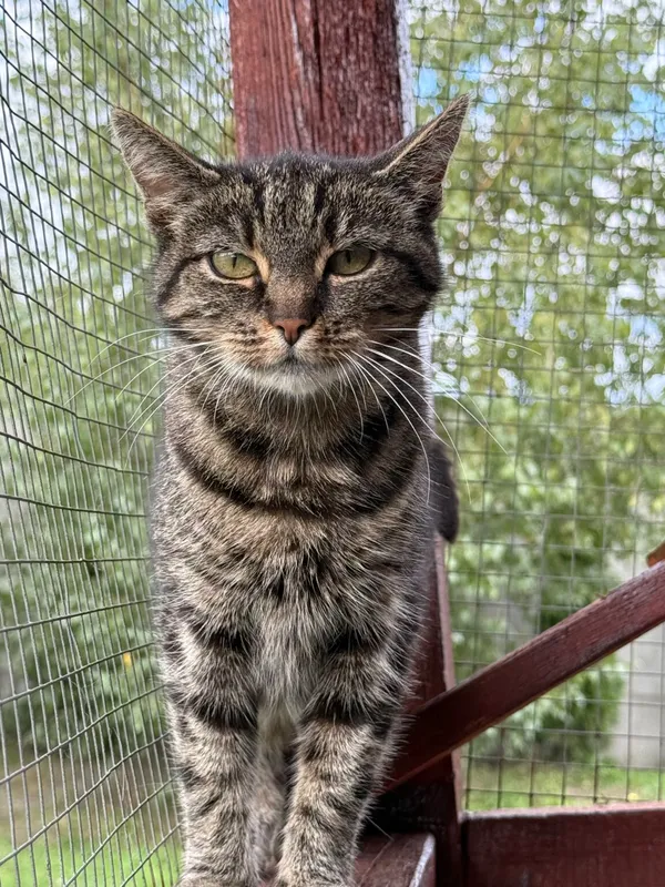 Kot do adopcji, Pieczyska, 26 października 2025 (3/4)