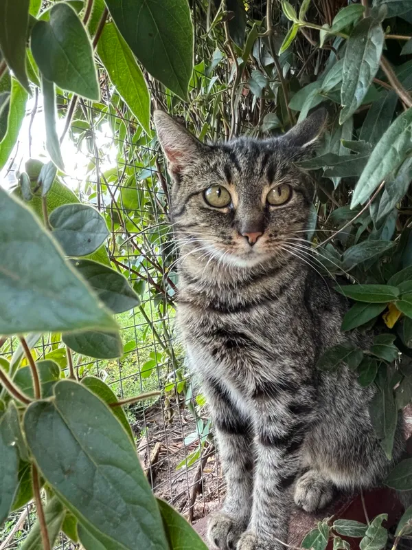 Kot do adopcji, Pieczyska, 26 października 2025 (4/4)