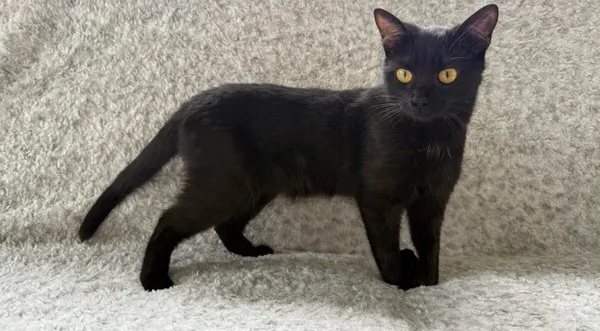 Kot do adopcji, Pieczyska, 26 października 2025 (1/4)