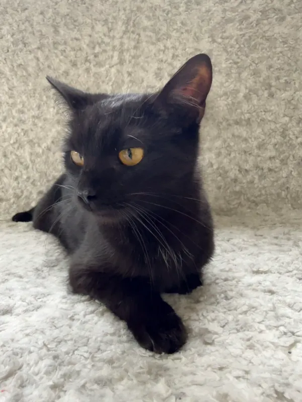 Kot do adopcji, Pieczyska, 26 października 2025 (2/4)