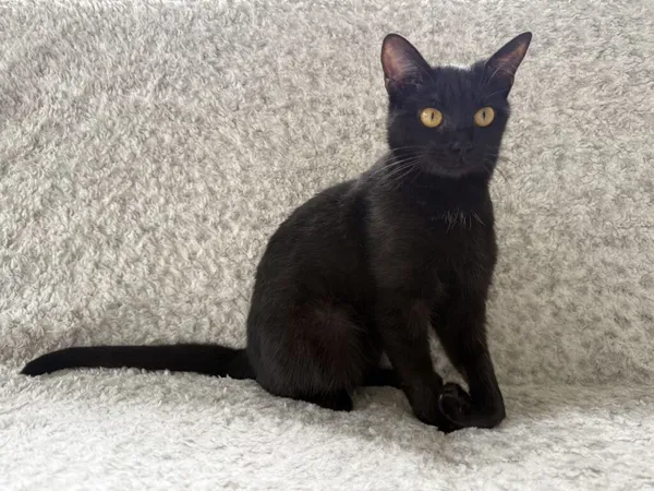 Kot do adopcji, Pieczyska, 26 października 2025 (4/4)