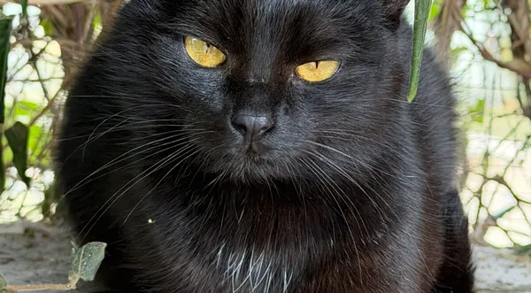 Kot do adopcji, Pieczyska, 26 października 2025 (1/5)