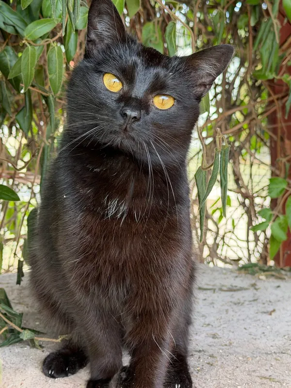 Kot do adopcji, Pieczyska, 26 października 2025 (2/5)