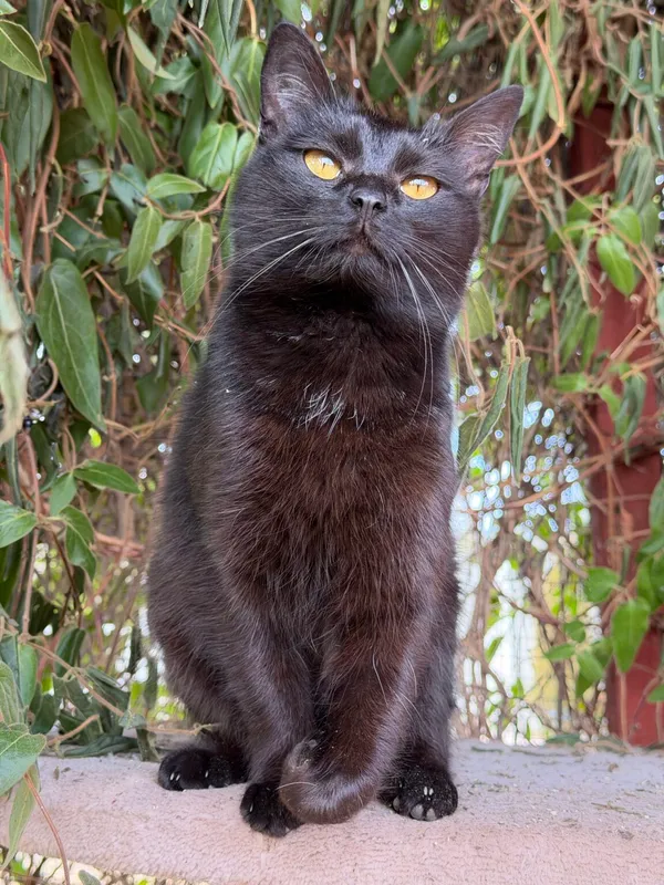 Kot do adopcji, Pieczyska, 26 października 2025 (3/5)