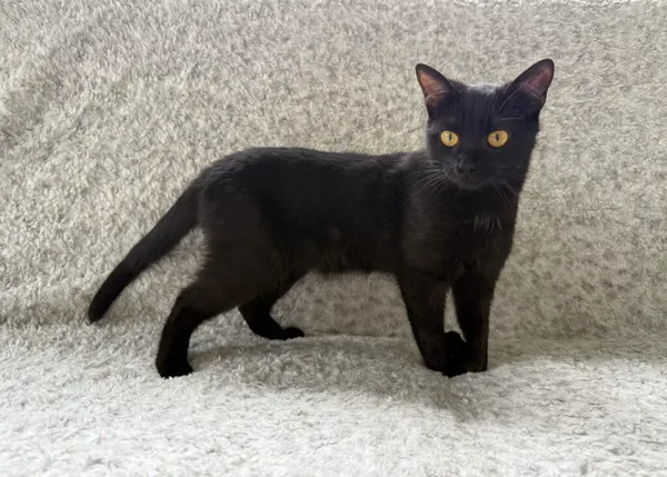 Kot do adopcji, Pieczyska, 26 października 2025 (4/5)