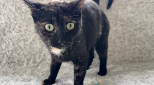 Kot do adopcji, Pieczyska, 26 października 2025 (1/3)