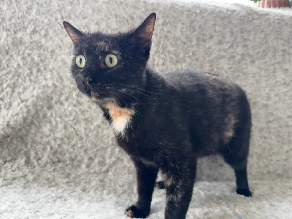 Kot do adopcji, Pieczyska, 26 października 2025 (2/3)