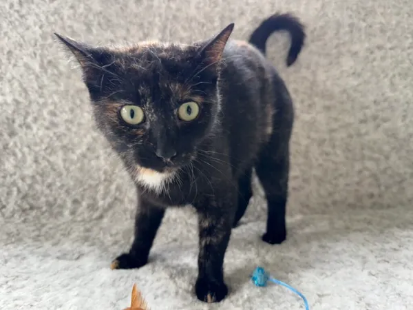 Kot do adopcji, Pieczyska, 26 października 2025 (3/3)