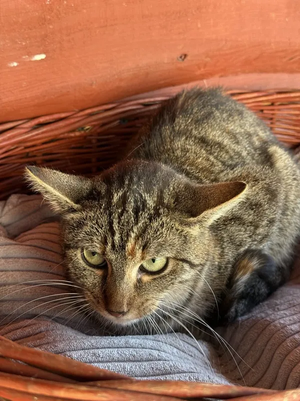 Kot do adopcji, Pieczyska, 26 października 2025 (3/4)