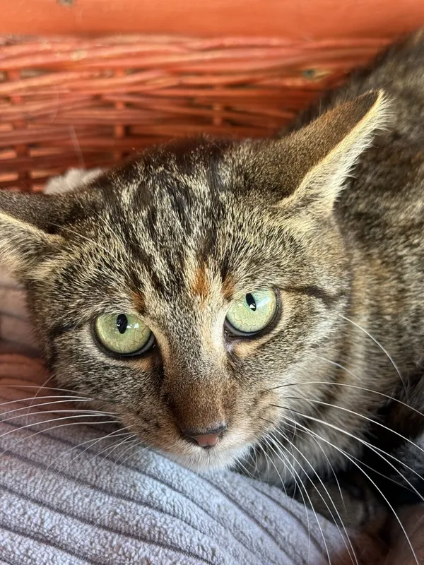 Kot do adopcji, Pieczyska, 26 października 2025 (4/4)