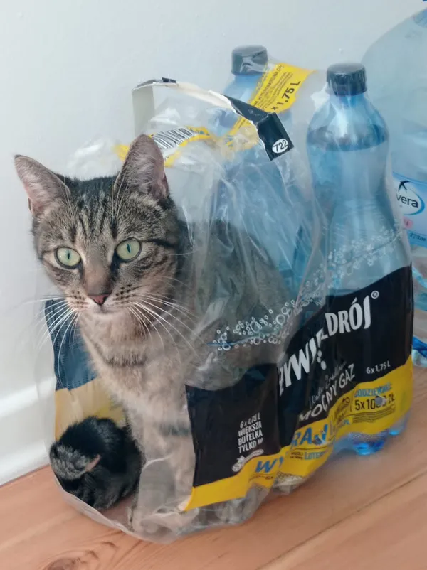 Zaginął kot, Gdańsk, Oliwa, 27 października 2025 (5/5)