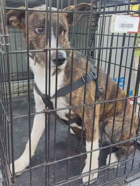 Znaleziono psa, Radom, 25 października 2025