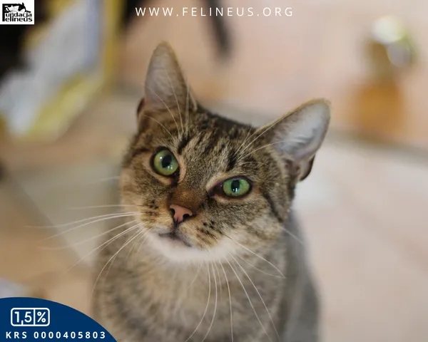 Kot do adopcji, Chmielnik, 27 października 2025 (1/6)