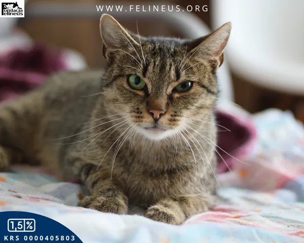 Kot do adopcji, Chmielnik, 27 października 2025 (3/6)