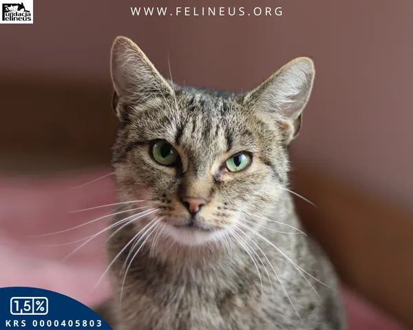 Kot do adopcji, Chmielnik, 27 października 2025 (4/6)