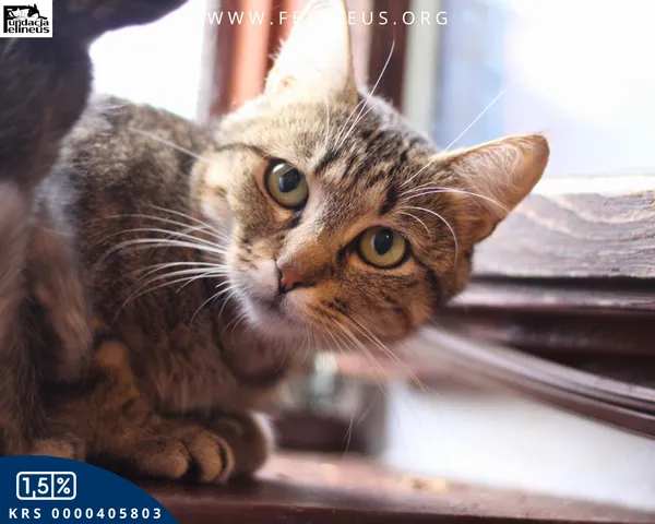 Kot do adopcji, Chmielnik, 27 października 2025 (1/4)