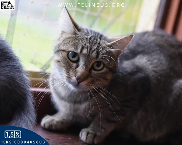 Kot do adopcji, Chmielnik, 27 października 2025 (2/4)