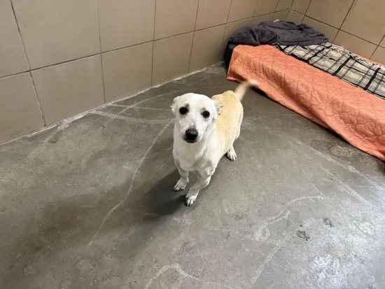 Pies do adopcji, Kraków, 11 października 2025