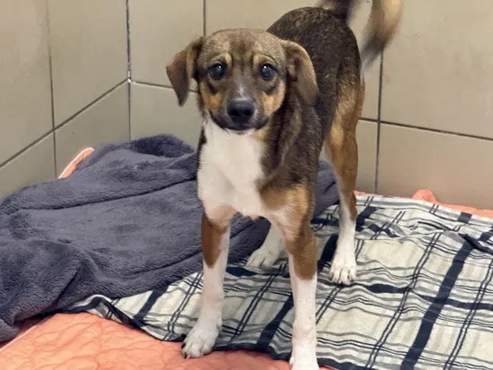 Pies do adopcji, Kraków, 11 października 2025