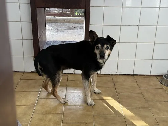 Pies do adopcji, Kraków, 12 października 2025