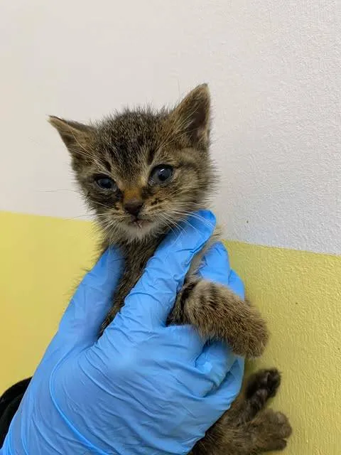 Znaleziono kota, Grudziądz, 26 października 2025