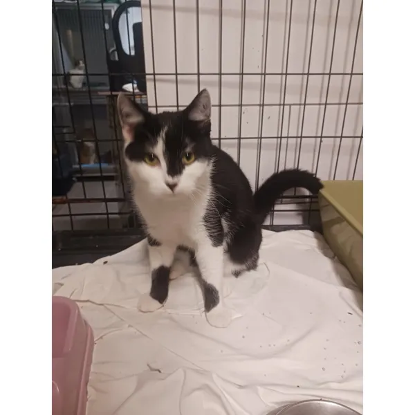 Znaleziono kota, Białystok, 25 października 2025