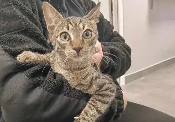 Znaleziono kota, Toruń, 26 października 2025