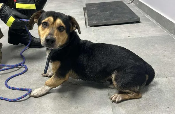 Znaleziono psa, Toruń, 24 października 2025