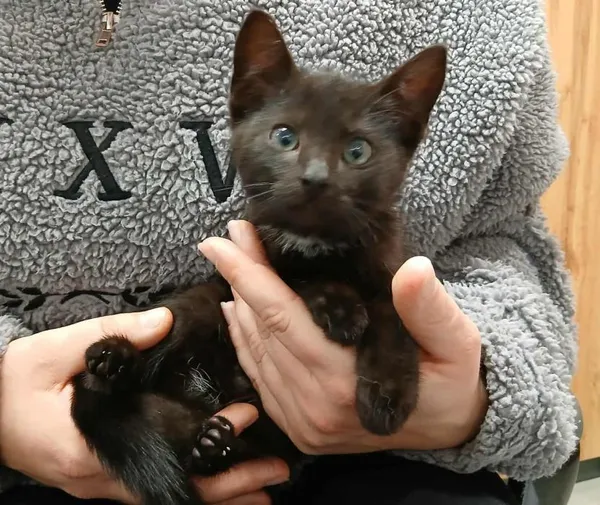 Znaleziono kota, Toruń, 24 października 2025