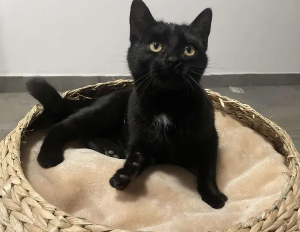 Znaleziono kota, Toruń, 23 października 2025