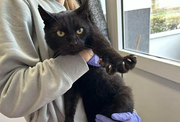 Znaleziono kota, Toruń, 23 października 2025