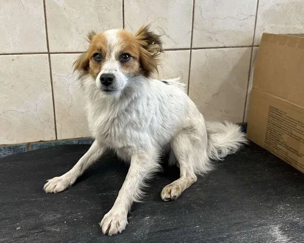 Znaleziono psa, Toruń, 23 października 2025