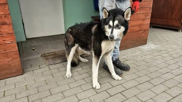 Pies do adopcji, Choszczno, 24 października 2025