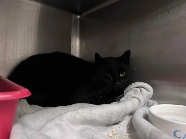 Kot do adopcji, Włocławek, 26 października 2025