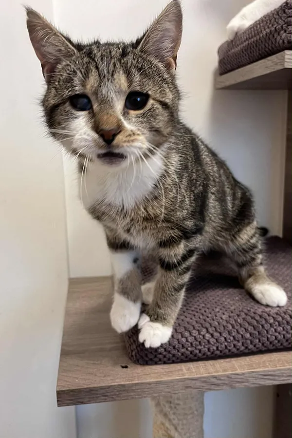 Kot do adopcji, Włocławek, 24 października 2025 (1/5)