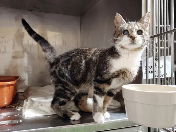 Kot do adopcji, Włocławek, 24 października 2025 (3/5)