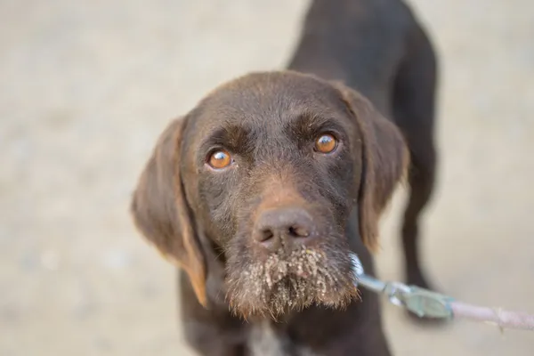 Pies do adopcji, Nowodwór, 26 października 2025 (2/5)