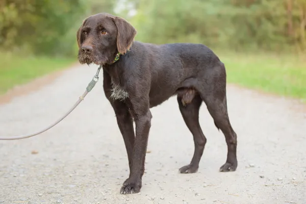 Pies do adopcji, Nowodwór, 26 października 2025 (3/5)